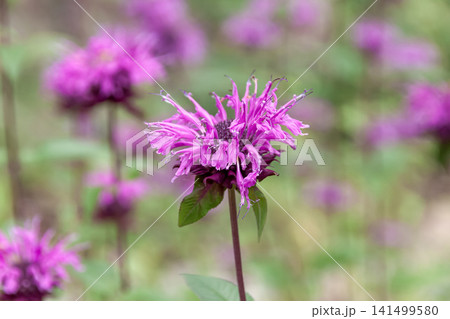 葉っぱや茎に強い芳香があるモナルダ(ベルガモット)はハーブ 葉っぱや茎に強い芳香があるモナルダ(ベルガモット)はハーブ 141499580