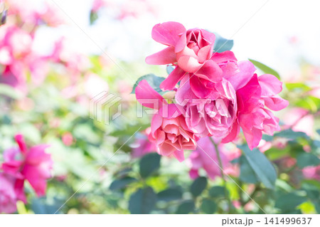 ピンク色のバラの花がたくさん ピンク色のバラの花がたくさん 141499637