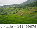 ecology travel with camping outdoor relax in rice field at chiangmai thailand in raining season 141499676