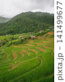ecology travel with camping outdoor relax in rice field at chiangmai thailand in raining season 141499677