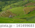 ecology travel with camping outdoor relax in rice field at chiangmai thailand in raining season 141499683