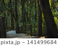 travel and people activity concept with hiking in tropical forest on mountain 141499684