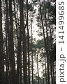 travel and people activity concept with hiking in tropical forest with pine tree on mountain 141499685