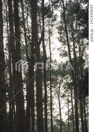 travel and people activity concept with hiking in tropical forest with pine tree on mountain travel and people activity concept with hiking in tropical forest with pine tree on mountain 141499685