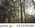 travel and people activity concept with hiking in tropical forest with pine tree on mountain 141499686