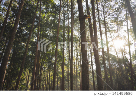 travel and people activity concept with hiking in tropical forest with pine tree on mountain travel and people activity concept with hiking in tropical forest with pine tree on mountain 141499686