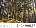 travel and people activity concept with hiking in tropical forest with pine tree on mountain 141499687