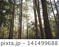 travel and people activity concept with hiking in tropical forest with pine tree on mountain 141499688