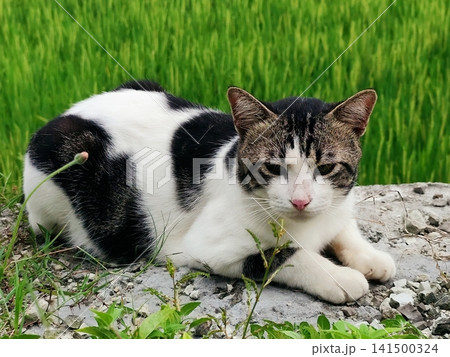 cat posing on the edge of the rice field cat posing on the edge of the rice field 141500324