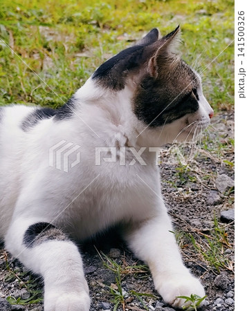 cat posing on the edge of the rice field cat posing on the edge of the rice field 141500326