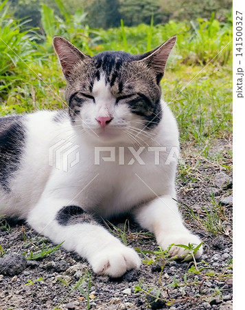 cat posing on the edge of the rice field cat posing on the edge of the rice field 141500327
