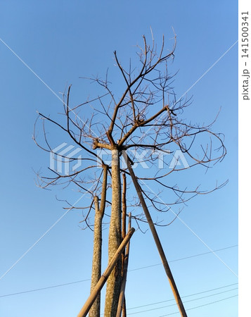 a leafless tree that is almost dead under the blue sky a leafless tree that is almost dead under the blue sky 141500341