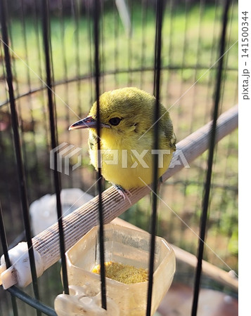 Aegithina tiphia bird or cipoh bird in a cage 141500344
