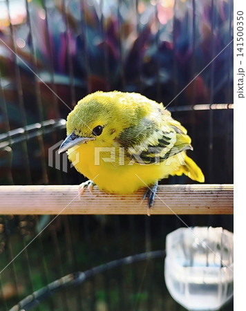 Aegithina tiphia bird or cipoh bird in a cage Aegithina tiphia bird or cipoh bird in a cage 141500350