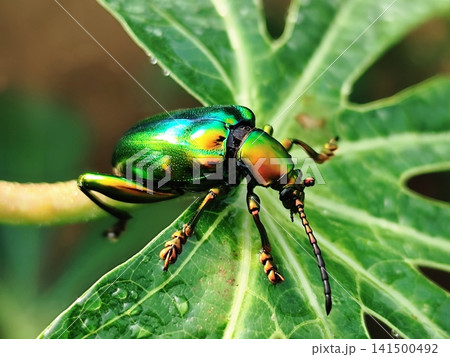 Green Frog-legged Leaf Beetle perched on a leaf Green Frog-legged Leaf Beetle perched on a leaf 141500492