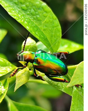 Green Frog-legged Leaf Beetle perched on a leaf Green Frog-legged Leaf Beetle perched on a leaf 141500496