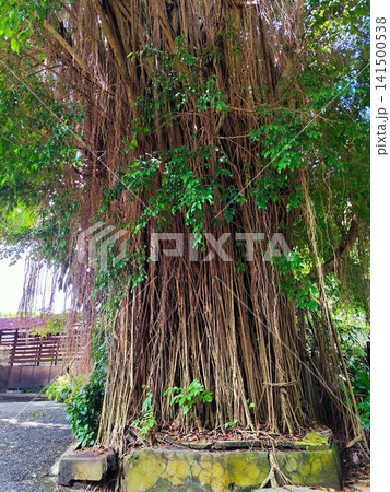 big and tall tree with long roots 141500538