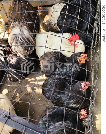 hen in a wire mesh cage hen in a wire mesh cage 141500556