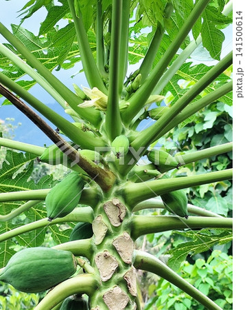 young papaya fruit on the tree young papaya fruit on the tree 141500614