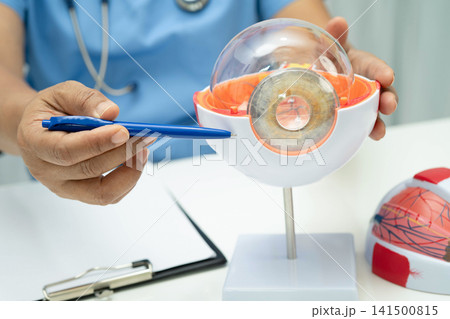 Asian doctor with eye human anatomy model for study diagnosis and treatment in hospital. Asian doctor with eye human anatomy model for study diagnosis and treatment in hospital. 141500815