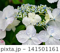 雫が奏でる初夏の詩 141501161