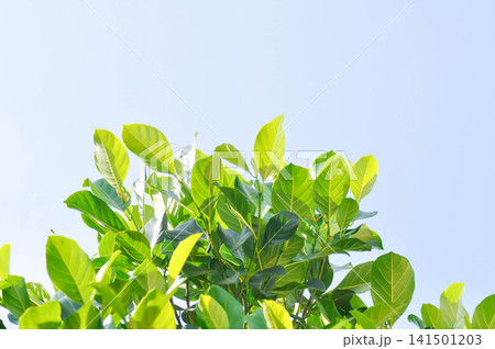 Artocarpus heterophyllus Lam, A heterophylla or jackfruit tree and sky Artocarpus heterophyllus Lam, A heterophylla or jackfruit tree and sky 141501203