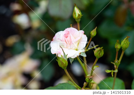 Young yellow pink and white charles aznavour rose flower bud with water drops and copy space in public garden in Russia 141501310