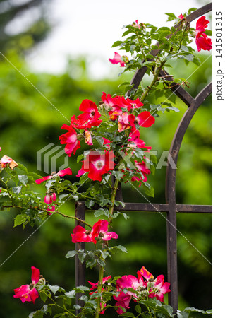 Red dortmund climbing rose flowers with water drops blooming on black metal trellis with blurry green background in Russia Red dortmund climbing rose flowers with water drops blooming on black metal trellis with blurry green background in Russia 141501315