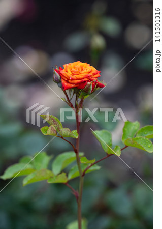 Single orange floribunda hybrid rose flower on stem with water drops after rain on blurred background copy space Single orange floribunda hybrid rose flower on stem with water drops after rain on blurred background copy space 141501316