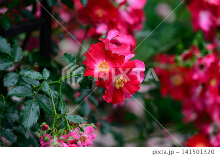 Close up of red dortmund kordesii hybrid rose flowers with raindrops on fence with blurred petals background and copy space after summer rain 141501320