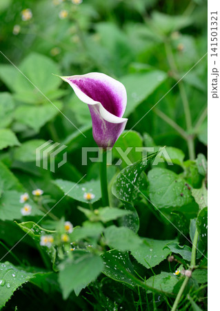 Single purple and white picasso zantedeschia calla lily flower on stem blooming among green leaves copy space Single purple and white picasso zantedeschia calla lily flower on stem blooming among green leaves copy space 141501321