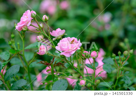 The fairy pink polyantha rose flower cluster blooming on bush with a hoverfly insect and green leaves after rain copy space The fairy pink polyantha rose flower cluster blooming on bush with a hoverfly insect and green leaves after rain copy space 141501330