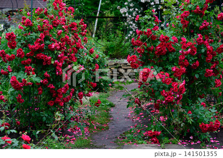 Red flammentanz climbing rose bushes forming garden path walkway with fallen petals copy space Red flammentanz climbing rose bushes forming garden path walkway with fallen petals copy space 141501355