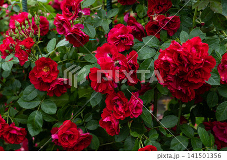 Red flammentanz climbing rose flower clusters blooming on bush with green leaves after summer rain copy space Red flammentanz climbing rose flower clusters blooming on bush with green leaves after summer rain copy space 141501356