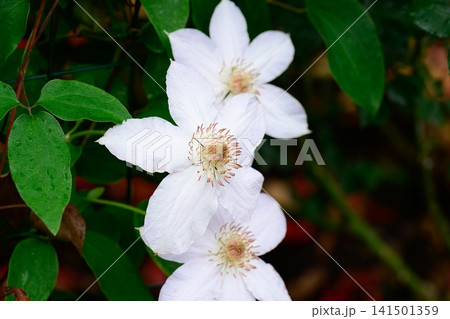 White jeanne darck clematis flowers blooming on vine with raindrops after summer rain copy space White jeanne darck clematis flowers blooming on vine with raindrops after summer rain copy space 141501359
