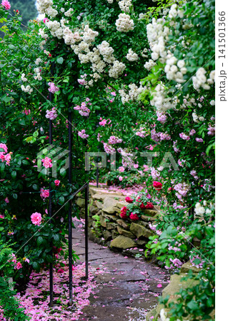 White snow typhoon and pink angela climbing rose arches blooming over garden stone path with fallen petals White snow typhoon and pink angela climbing rose arches blooming over garden stone path with fallen petals 141501366