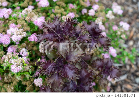 Purple perilla frutescens nankinensis plant with pink spiraea japonica flowers blooming in garden 141501371