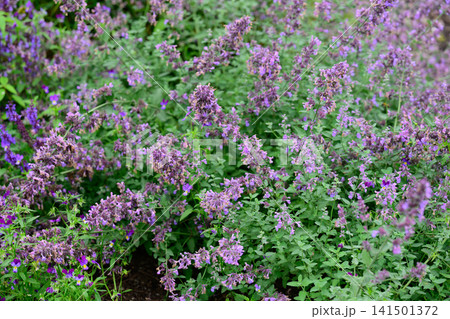 Lavender nepeta faassenii catmint flower spikes blooming on bush in summer garden copy space Lavender nepeta faassenii catmint flower spikes blooming on bush in summer garden copy space 141501372