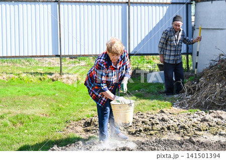 Russian elderly couple planting potato in rural village vegetable garden as spring preparation for gardening season husband and wife work together Russian elderly couple planting potato in rural village vegetable garden as spring preparation for gardening season husband and wife work together 141501394