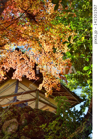 吉城園の紅葉と東屋 吉城園の紅葉と東屋 141501507