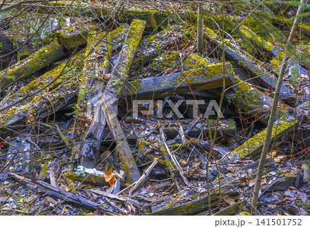 Decayed wood habitat. Tangled mess of decomposing trunks providing shelter for fungi and small creatures 141501752