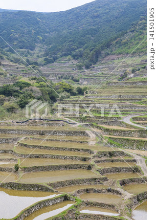 小高い山の上から眺める平戸島の春日の棚田 小高い山の上から眺める平戸島の春日の棚田 141501905