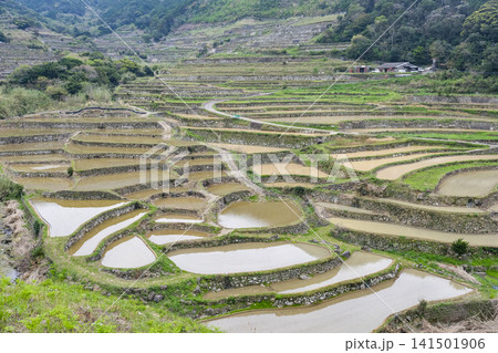 小高い山の上から眺める平戸島の春日の棚田 小高い山の上から眺める平戸島の春日の棚田 141501906