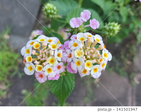 可憐に咲くランタナの花のクローズアップ 可憐に咲くランタナの花のクローズアップ 141501947