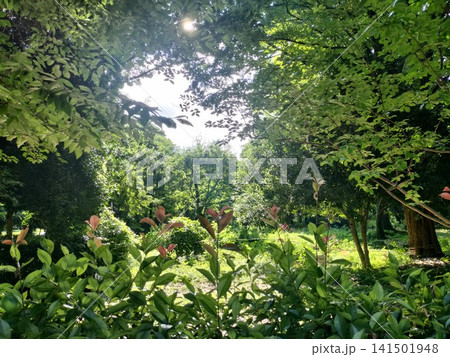 木漏れ日が差し込む緑豊かな森と自然あふれる公園風景 141501948