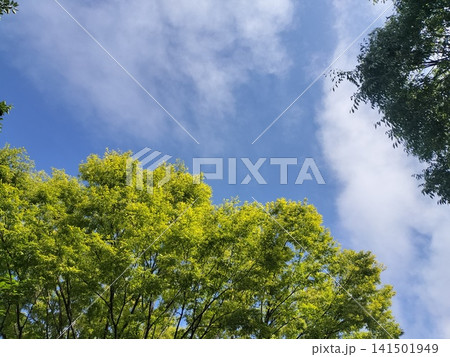 青空と白い雲を背景に輝く新緑の木々 141501949