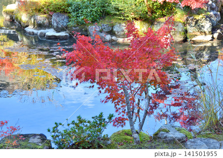 吉城園の紅葉 吉城園の紅葉 141501955