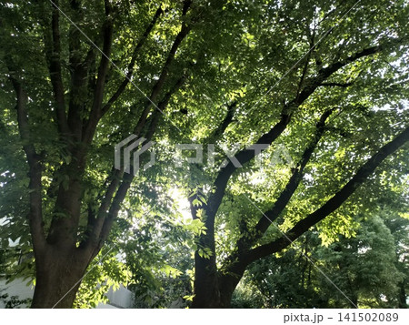 木漏れ日が差し込む新緑の大木と豊かな森の風景 木漏れ日が差し込む新緑の大木と豊かな森の風景 141502089