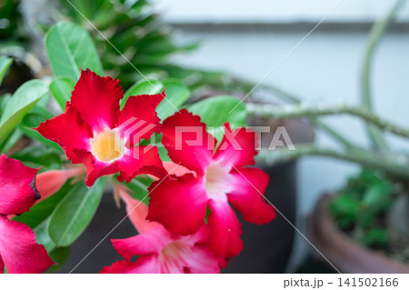Bright red desert rose flowers blooming lush green leaves creating vibrant tropical garden beauty ornamental plant appeal 141502166