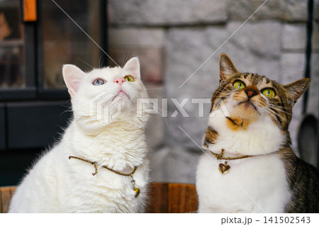 暖炉の前で仲良しポーズをとる、2匹の猫 141502543